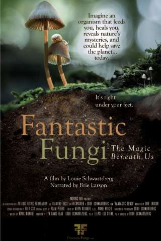 Funghi fantastici
